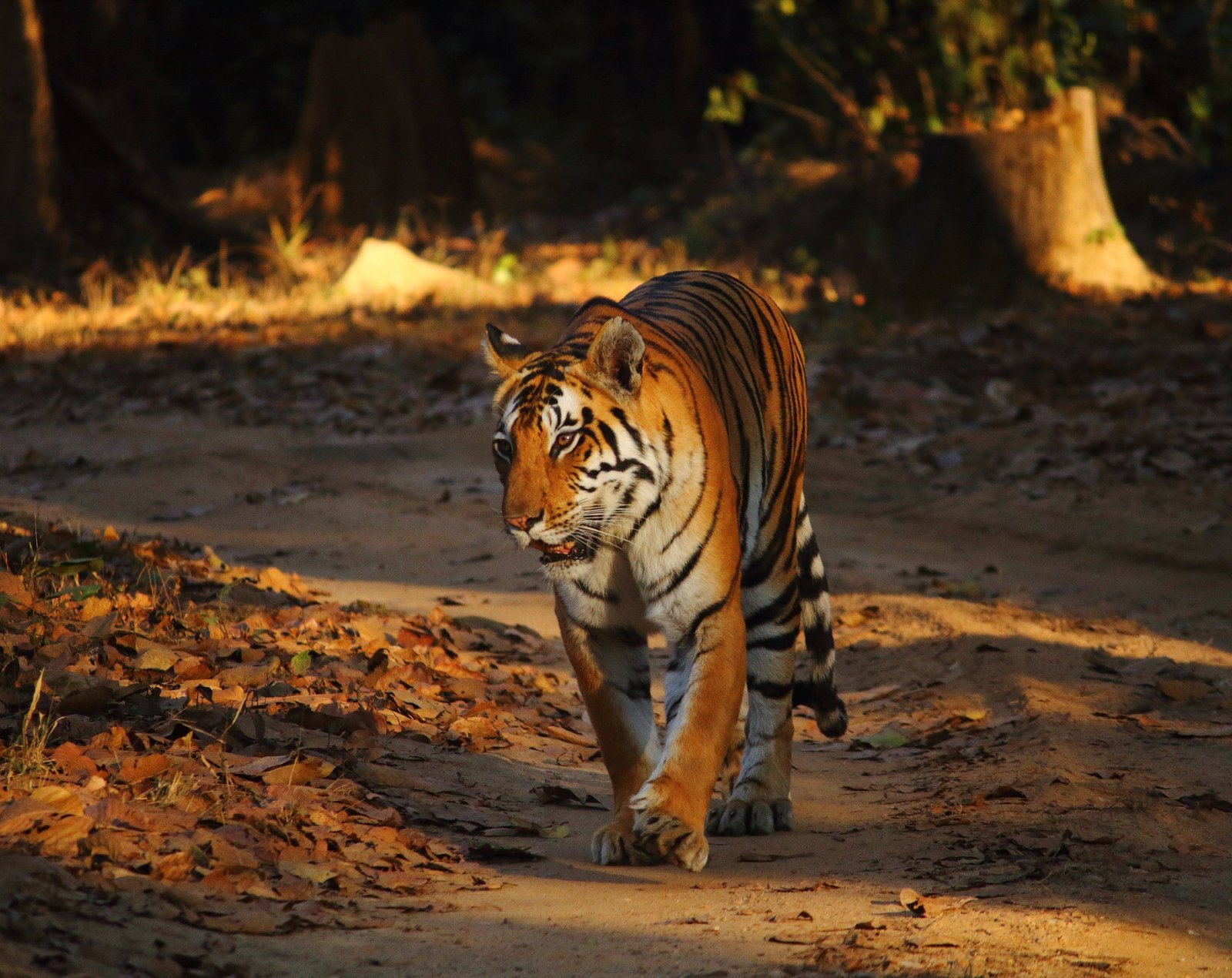 Jim Corbett National Park, Uttarakhand