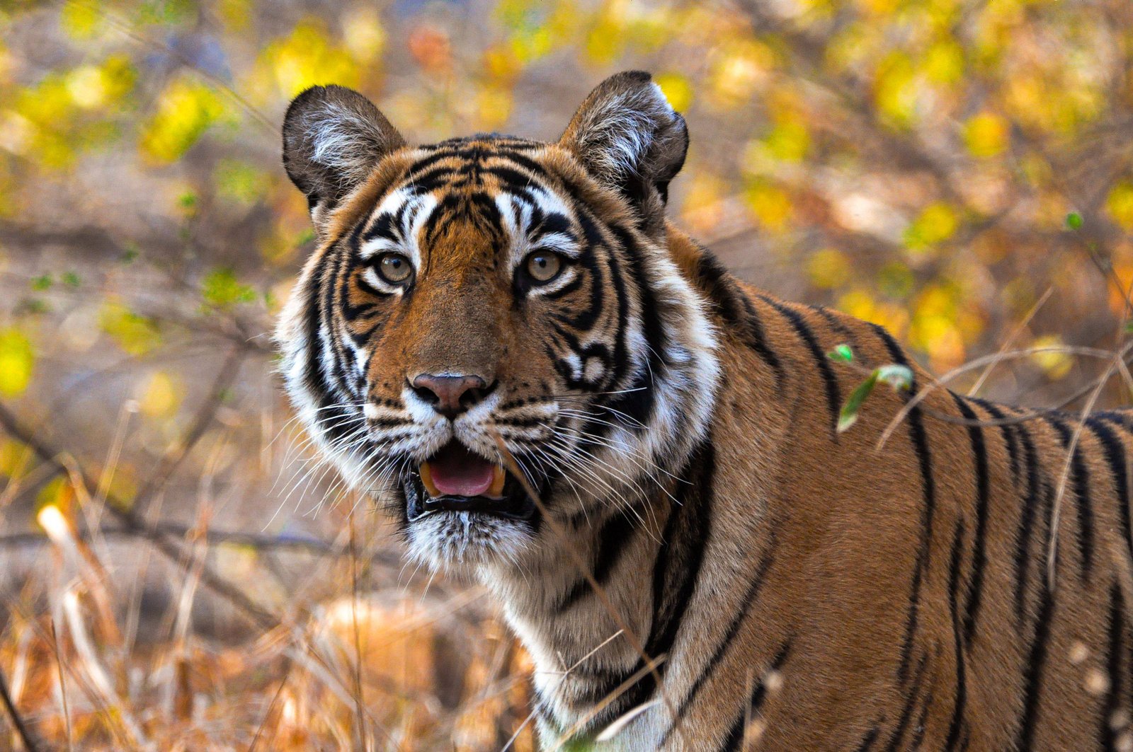 Ranthambore Wildlife Safari Tour Package