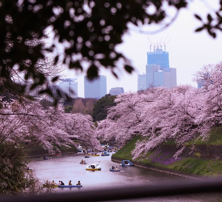 Japan Cherry Blossom Guide 2027: How to Plan Your First Sakura Trip