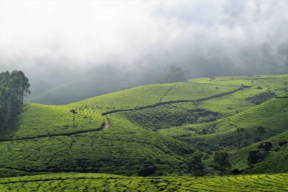Kerala Backwaters Guide: Houseboats, Best Season & Where to Go